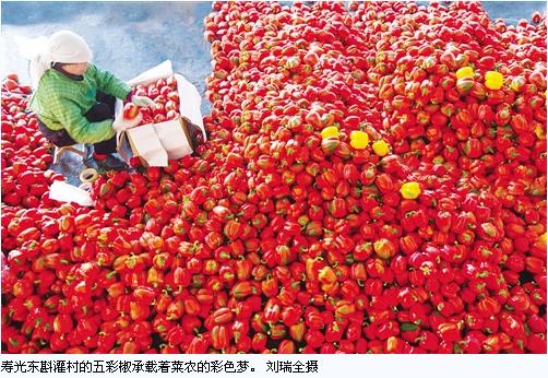 “蔬菜工廠”崛起，結構優化增收——大棚升級新壽光
